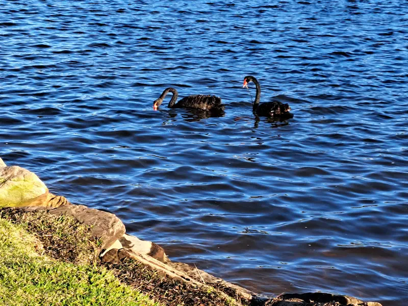 berry reserve market narrabeen swans by the water